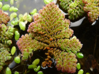 Снимка на Azolla pinnata (Robert Brown, 1810)
